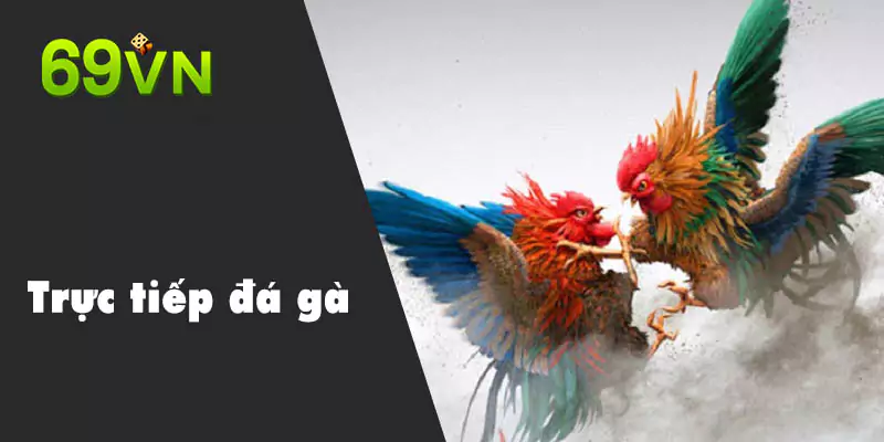 Đá Gà 69VN 3 Nên soi kèo cẩn thận trước khi đặt cược chọi kê